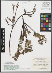 Foto von Salix rhaetica Andersson